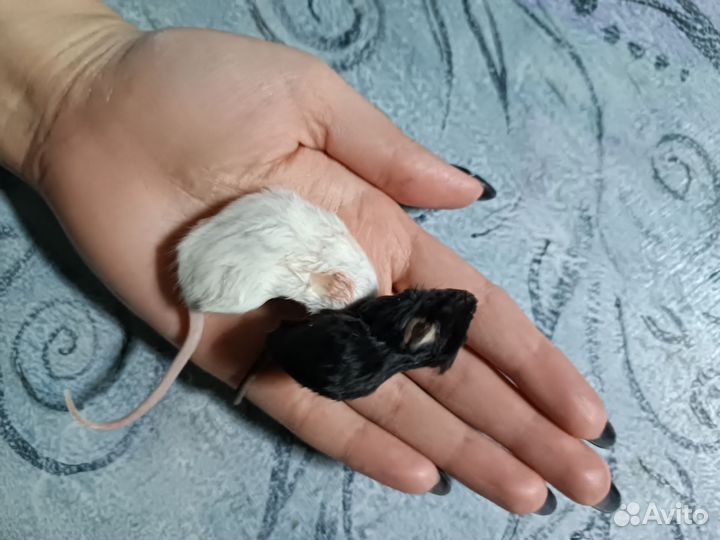 Кормовые мыши замороженные