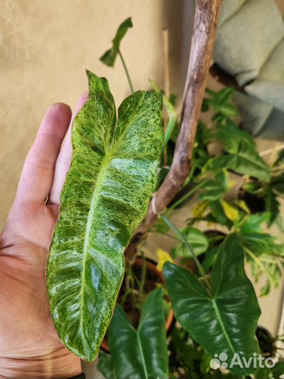 Филодендроны