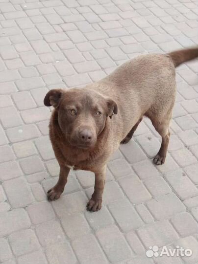 Кобель Каштан в добрые руки