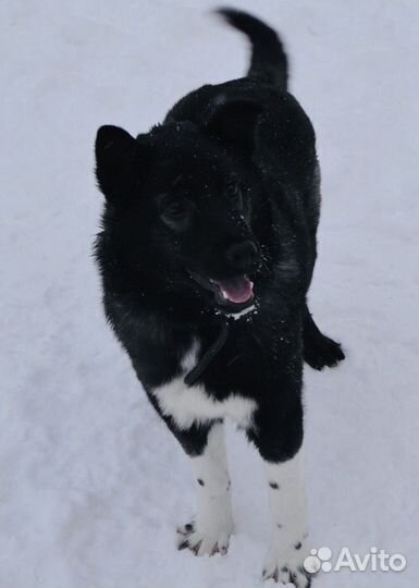 Малыш в дар