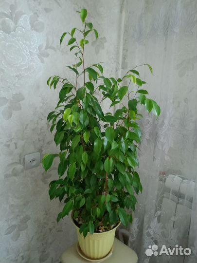 Фикус бенджамина