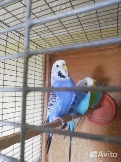 Волнистые попугаи домашнего разведения