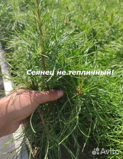 Сосна сеянец 2лет / Лесосеменной 2