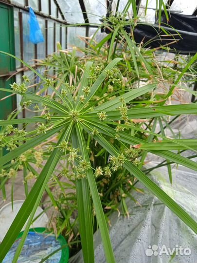Водные растения для аквариумов и бассейнов