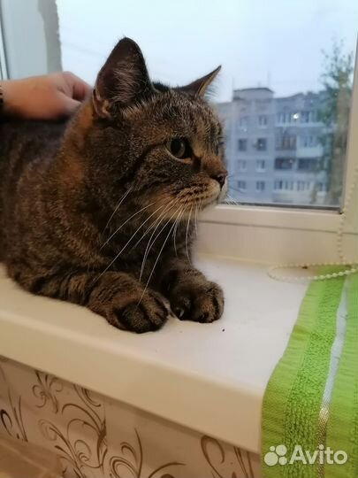 Кошка