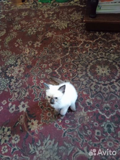 Сиамский котенок