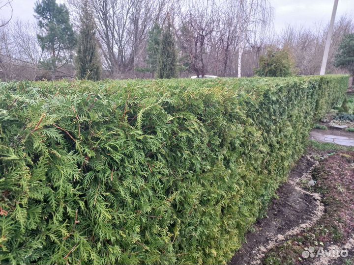 Туя В рассрочку для живой изгороди осень 2023
