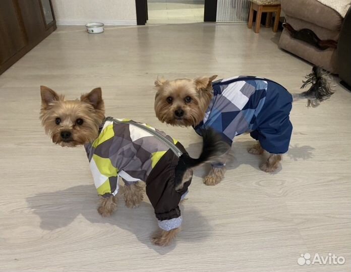 Одежда для собак