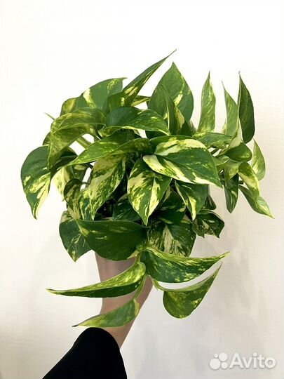 Сциндапсус золотистый эпипремнум