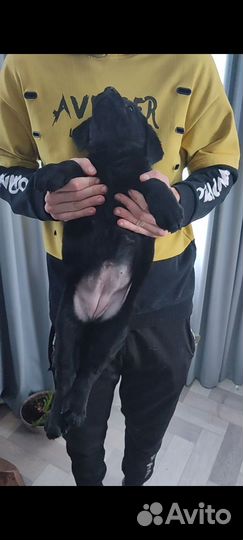 Щенок лабрадора девочка