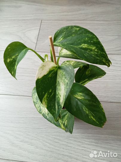 Эпипремнум золотистый (Epipremnum aureum)