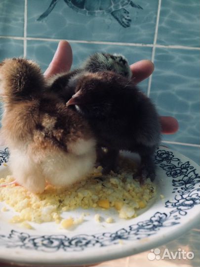 Продам деревенских цыплят