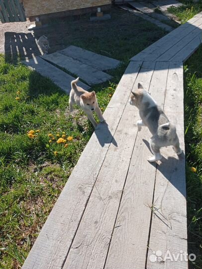 Щенки лайки зсл