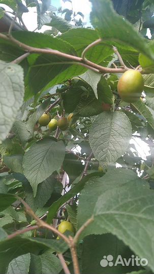 Саженцы жёлтой сливы