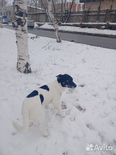 Джек рассел терьер