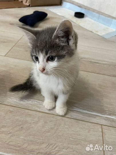Котята