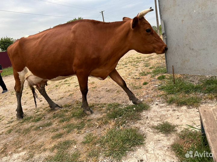 Корова дойная