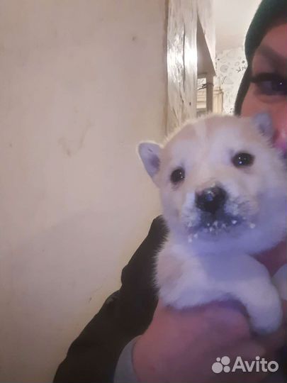 Щенки, мама-хаска