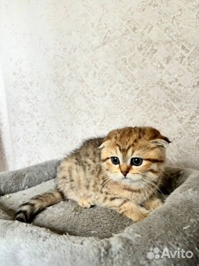 Шотландская вислоухая девочка