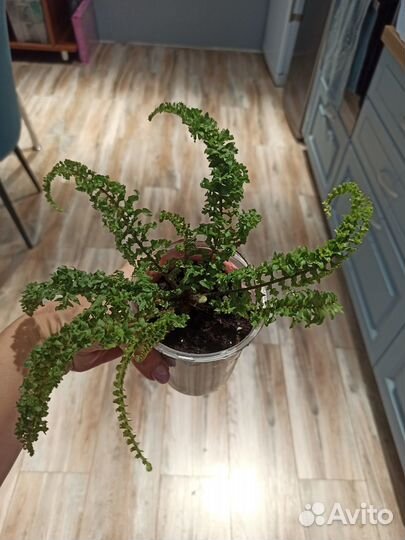 Нефролепис Эмина