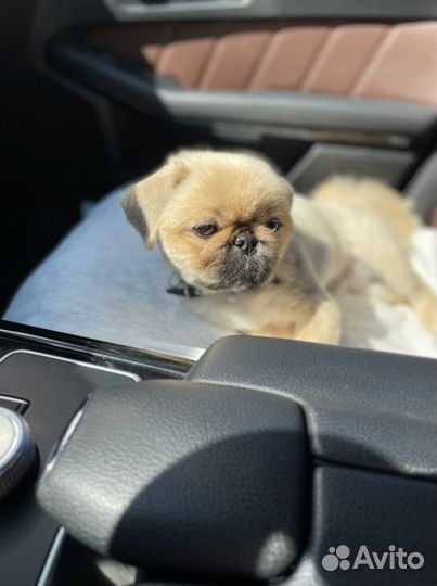 Вязка мини пекинес