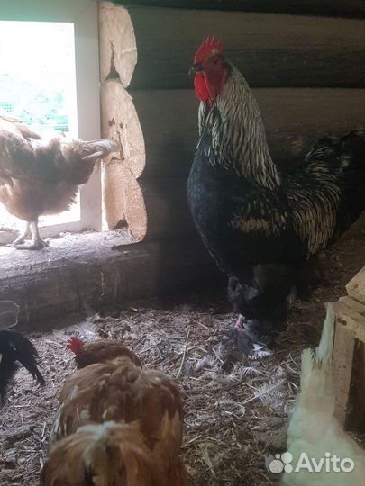 Петухи