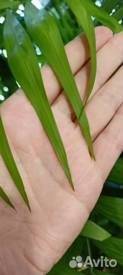 Пальма хамедорея