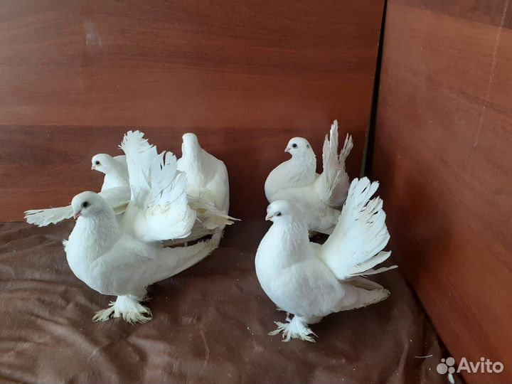 Продажа статных голубей
