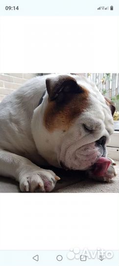 Английский бульдог