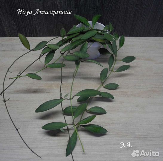 Хойи на срез