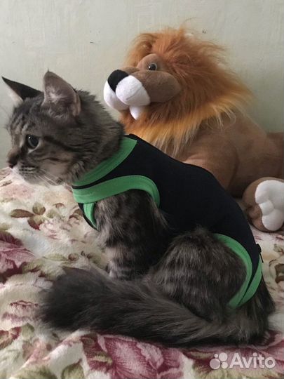 Попона для кошек