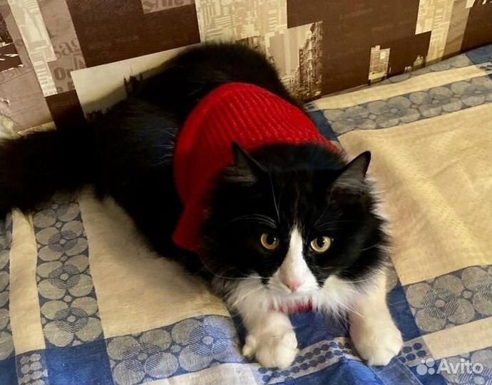 Очаровательный кот Мурзик