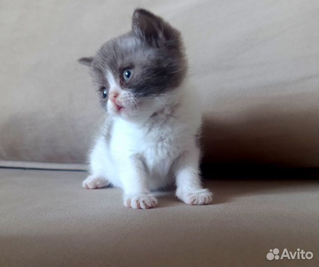 Британские котята