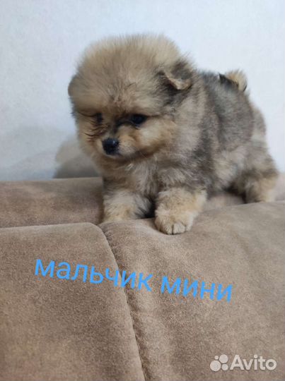 Померашки разных окрасов