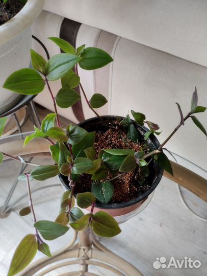 Традесканция фата невесты