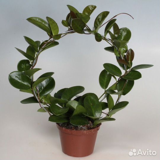 Хойя южная (Аустралис)