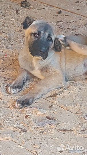 Турецкий кангал щенок