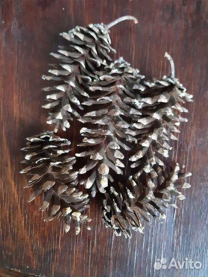 Шишки веймутовой сосны для поделок