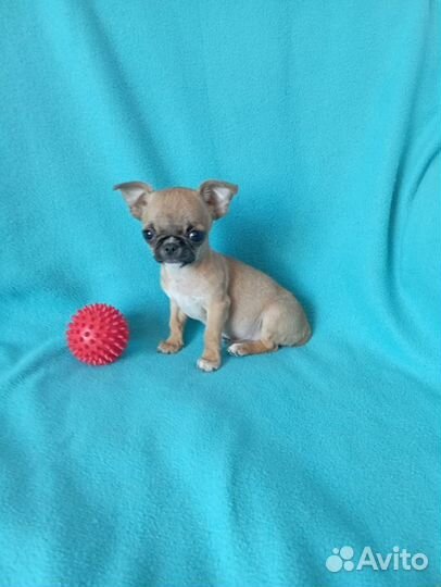 Чихуахуа мальчик мини