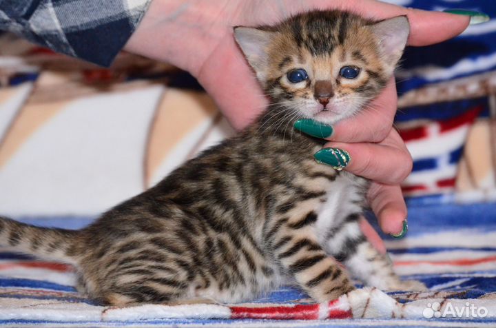 Бенгальская