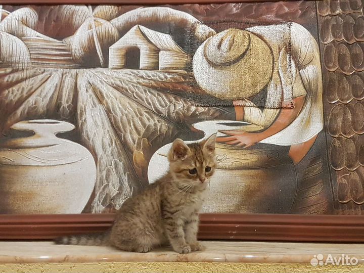 Котенок мальчик