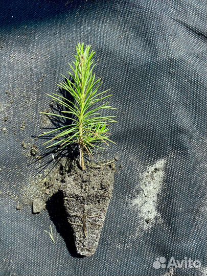 Саженцы сосны зкс