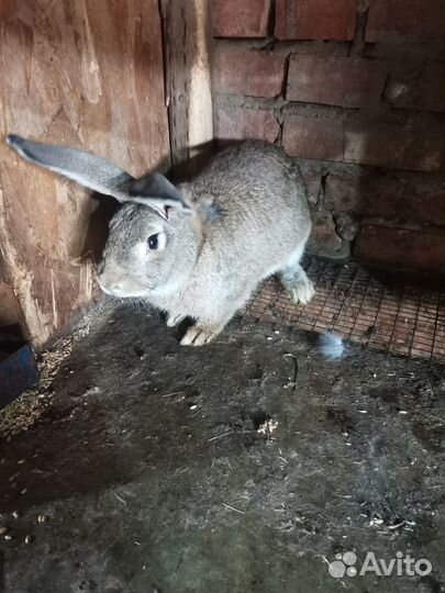 Кролик самец