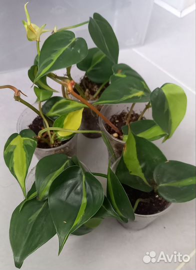 Филодендроны и сциндапсусы