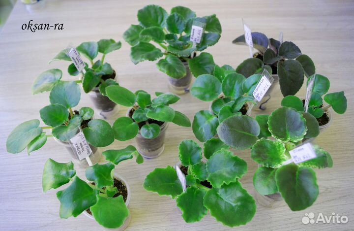 Набор деток и стартеров фиалок