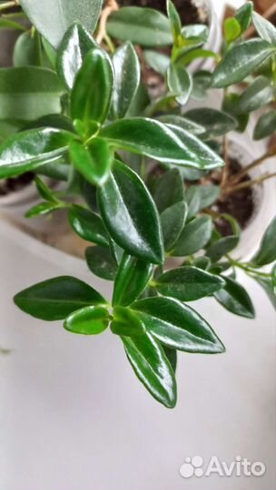 Нематантус(золотая рыбка)