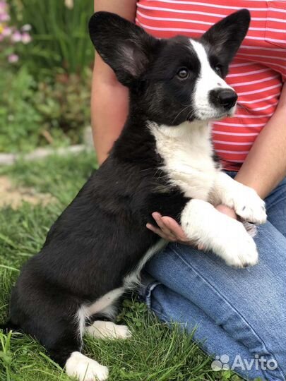 Вельш-корги щенки