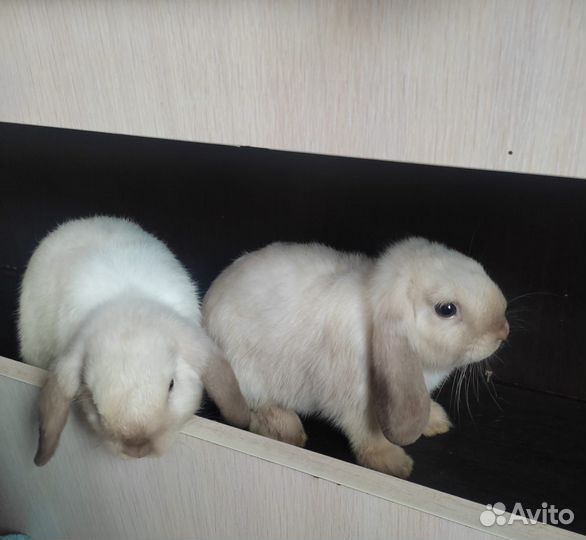 Кролик вислоухий