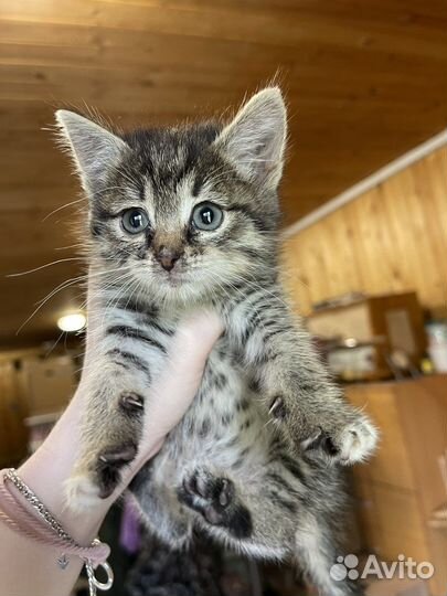 Котенок в добрые руки