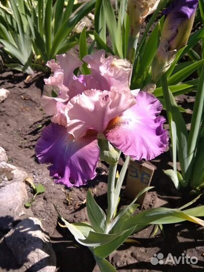 Высокие бородатые ирисы